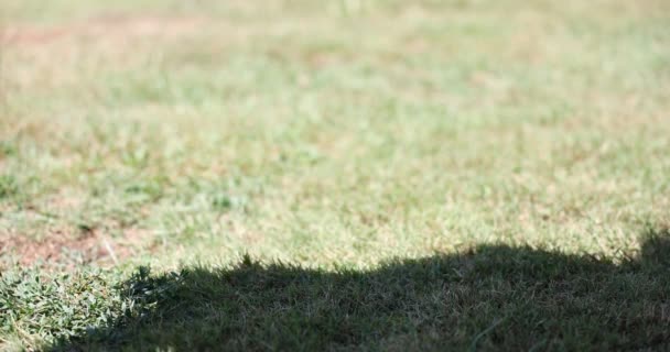 Hombre Irreconocible Arroja Una Botella Plástico Pasto Problema Del Plástico — Vídeos de Stock