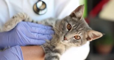 Mavi koruyucu eldivenli, gri kediyi okşayan veteriner elleri. Kedi yavrusu düzenli kontroller için veterineri ziyaret ediyor.