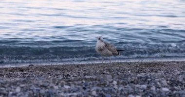 Sahildeki taşların arasında deniz kıyısında martı. Deniz kıyısındaki yalnız martı