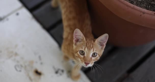 可爱的姜街猫咪抬头看 向下看 家养的宠物靠近一个大花盆 自然光 — 图库视频影像