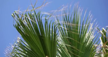 Palmiye yapraklarının yeşil tepeleri mavi gökyüzüne karşı, yakın çekim. Palmiye yaprakları rüzgarda hareket ediyor, ağır çekimde.