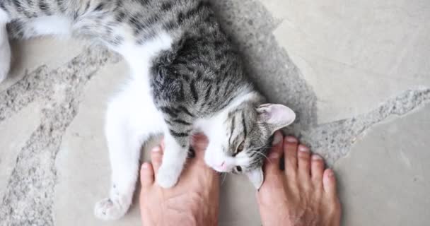 Gato Cinza Mostra Brandura Carícia Esfrega Contra Pernas Animais Estimação — Vídeo de Stock