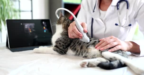 Veterinární Lékař Provádí Ultrazvukové Vyšetření Kočky Vyšetření Vnitřních Orgánů Zvířat — Stock video