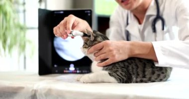 Veteriner kliniğinde otoskopla kedi kulağının incelenmesi. Hayvan kulağı hastalıklarının teşhisi
