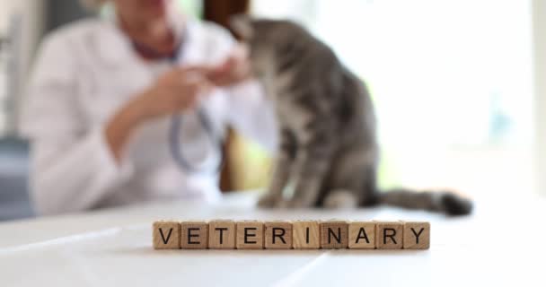 Κτηνίατρος Ακούει Πνεύμονες Και Κτύπο Της Καρδιάς Της Γάτας Στηθοσκόπιο — Αρχείο Βίντεο