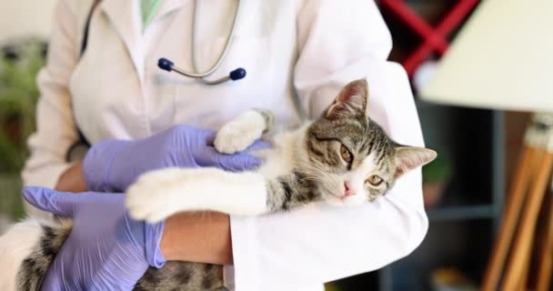 Veterinären Håller Och Sätter Söt Vacker Katt Kliniken Veterinärmedicinska Tjänster — Stockvideo