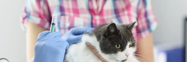 The veterinarian makes a vaccination of a cat with a syringe, close-up, blurry. Owner with pet in veterinary clinic