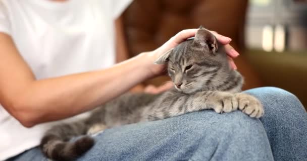 女人的手抚摸着躺在腿上的灰猫 爱护宠物 — 图库视频影像