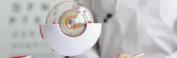 Klinikteki Göz Doktoru Masasında Göz Modelinin Bir Parçası Oculus Örneği — Stok fotoğraf