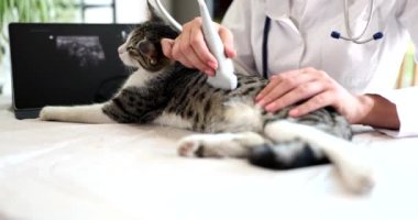 Veteriner kediyi ultrasonik veteriner kliniğinde kontrol ediyor. Hayvanların iç organlarının tıbbi incelemeleri