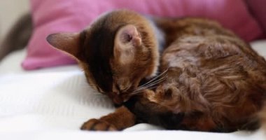 Yumuşak kuyruklu kırmızı kedi kanepede kuyruğunu yalıyor. Evcil güzel kedi