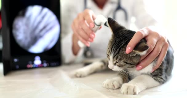 Veterinário Verifica Orelhas Gato Raça Usando Otoscópio Clínica Veterinária Diagnóstico — Vídeo de Stock