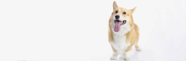 Photoshot 'da poz veren sevimli köpek yavrusu, küçük dostum. Stüdyoda köpek barınaktan hayvan evlat edinmek için promosyon yaratır. Alışveriş kavramını benimseme