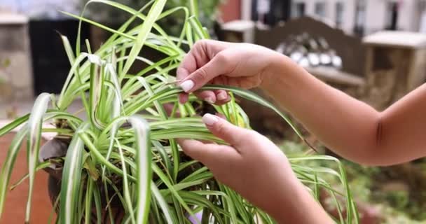 雌性的手触摸着家庭植物的长叶 办公室内植物的照料和种植 — 图库视频影像