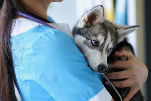 Filhote Cachorro Bonito Nos Braços Uma Médica Close Exame Cão — Fotografia de Stock