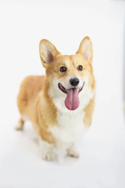 Rudovlasý Plnokrevník Krátkým Corgi Psem Bílém Pozadí Veselé Štěně Pembroke — Stock fotografie