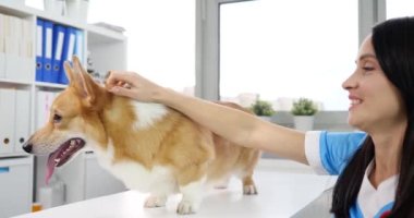 Veteriner kliniğinde veteriner köpeği besleyen kadın. Hayvan konsepti için tıbbi hizmetler
