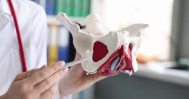 Doktor iskiyal tüberküloz ya da pelvik korsenin iskiyal kemiklerini gösteriyor. Pelvik ağrı sendromu kavramı