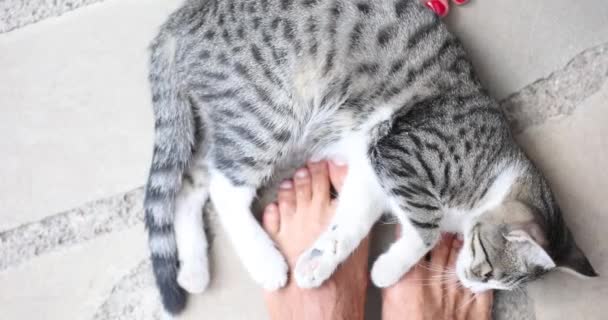 Gato Está Chão Lado Pet Amor Conceito — Vídeo de Stock