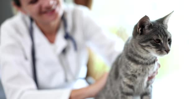 Veterinärstrokes Vacker Katt Veterinärkliniken Djurhälsovård — Stockvideo