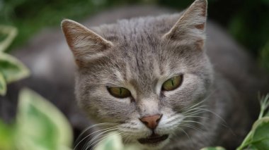 Çimenlerde parlak yeşil gözleri olan güzel gri bir kedi. Kedi çimenlerde yürür ve avlanır.