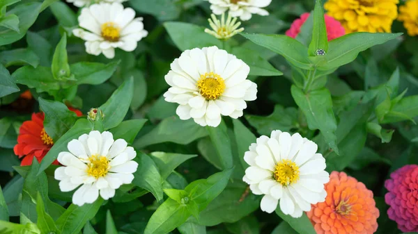 Veelkleurige Chrysant Gerbera Bloemen Zomertuin Home Tuinieren Concept Mooie Bloembed — Stockfoto