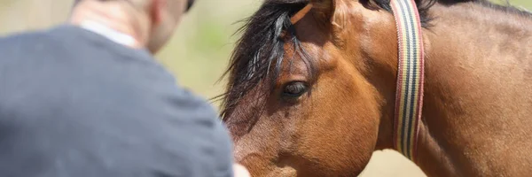 Homme Vue Dos Caresse Museau Cheval Gros Plan Hippothérapie Équitation — Photo