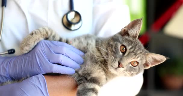 Klinik Ziyareti Sırasında Kedi Besleyen Veteriner Kadının Yakınlaşması Veterinerlik Kliniğinde — Stok video