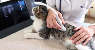 Veteriner ultrason kedisi yapar, yakın plan. Bir evcil hayvanın teşhisi, profesyonel veteriner kliniği
