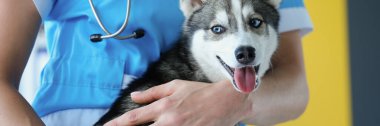 Veteriner şirin bir köpek yavrusu tutuyor, köpek de yakın plan. Veteriner kliniğini ziyaret et, hayvan sağlığı prosedürleri