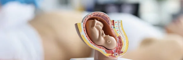 Plastikowy Model Embrionu Łonie Matki Stole Zamazany Badanie Przez Ginekologa — Zdjęcie stockowe