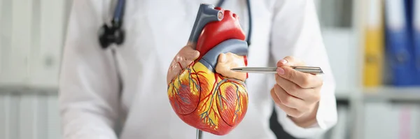 Γιατρός Δείχνει Ένα Πλαστικό Μοντέλο Στην Κοιλία Της Καρδιάς Κοντινό — Φωτογραφία Αρχείου