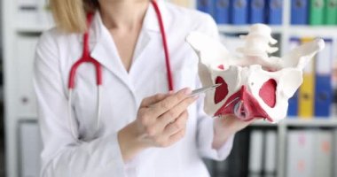 Doktor kaslarını ve leğen kemiği kemiklerini gösteriyor. Pelvik organ hastalıkları konsepti