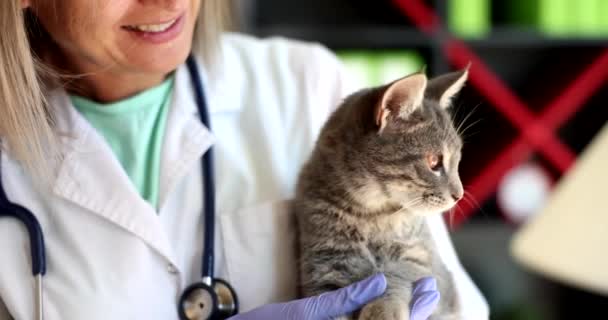 Arzt Hält Graues Kätzchen Händen Tierklinik Film Zeitlupe Medizinische Versorgung — Stockvideo