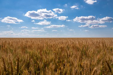 Buğday başakları. Buğday tarlası. Ukrayna 'nın sembolü olarak mavi gökyüzü ve buğday tarlası. Ukrayna 'nın doğal bayrağı. 