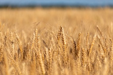 Buğday başakları. Buğday tarlası. Ukrayna 'nın sembolü olarak mavi gökyüzü ve buğday tarlası. Ukrayna 'nın doğal bayrağı. 