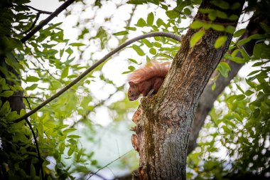  Kabarık kuyruklu bir sincap ağaçta oturur ve yağmurdan saklanır.