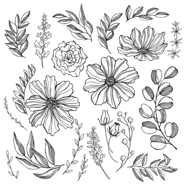 Handgetekende Grafische Planten Bloemen Knoppen Takken Met Bladeren Kruiden Vector — Stockvector