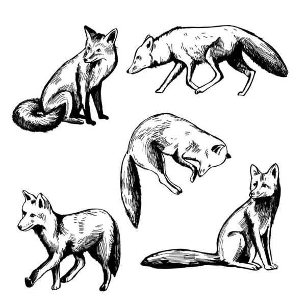 Hand Drawn Fox Vector Sketch Illustration — Stock Vector