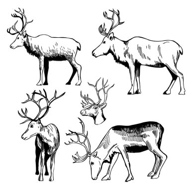 El yapımı ren geyiği seti. Vektör çizimi çizimi.