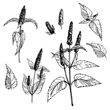  El yapımı baharatlı otlar. Kore nanesi (Agastache rugosa). Vektör çizimi çizimi.