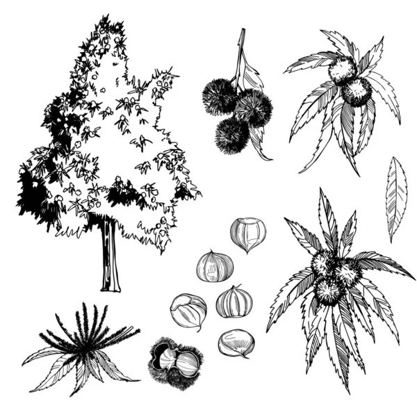 손으로 밤나무 가지들 열매들 Vector 스케치 — 스톡 벡터