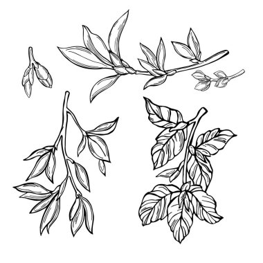 Taze yapraklı el yapımı bahar dalları. Vektör çizimi çizimi.
