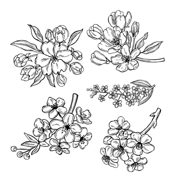 Ręcznie Rysowane Gałązki Sprężyny Kwiatami Wektor Szkic Ilustracja — Wektor stockowy
