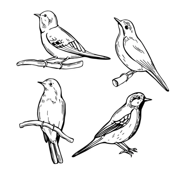 Pássaros Primavera Desenhados Mão Desenho Vetorial Ilustração —  Vetores de Stock