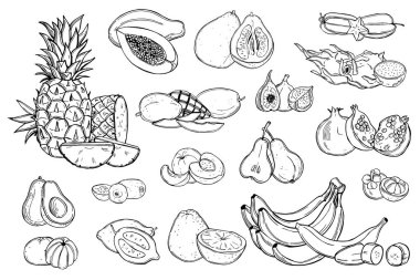 Beyaz arka planda el çizimi meyveler. Vektör çizimi çizimi.