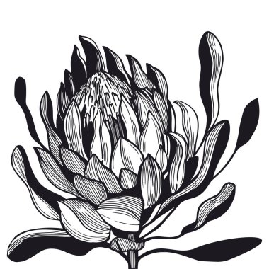 El yapımı grafik protea. Vektör çizimi çizimi.