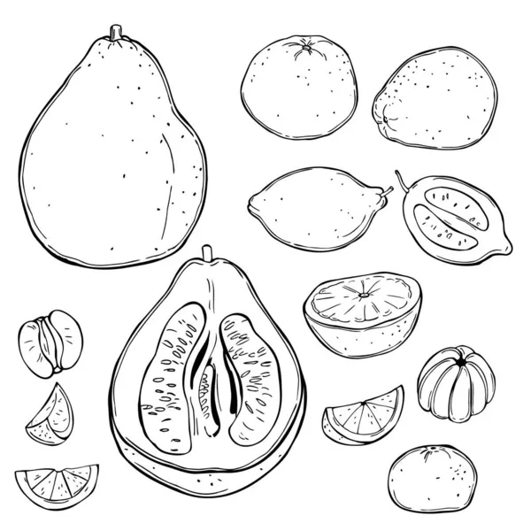 Handgetekende Citrusvruchten Vector Schets Illustratie — Stockvector