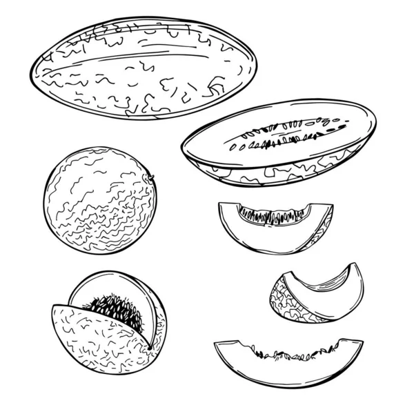 Handritad Melon Vektor Skiss Illustration — Stock vektor