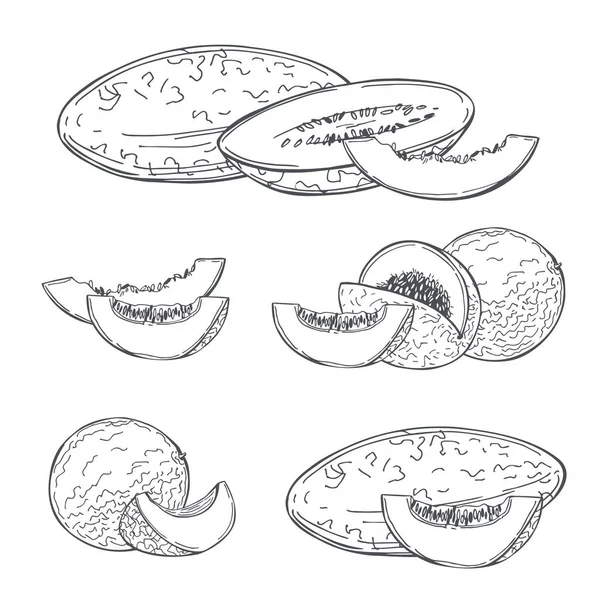 Melone Disegnato Mano Sfondo Bianco Illustrazione Schizzo Vettoriale — Vettoriale Stock
